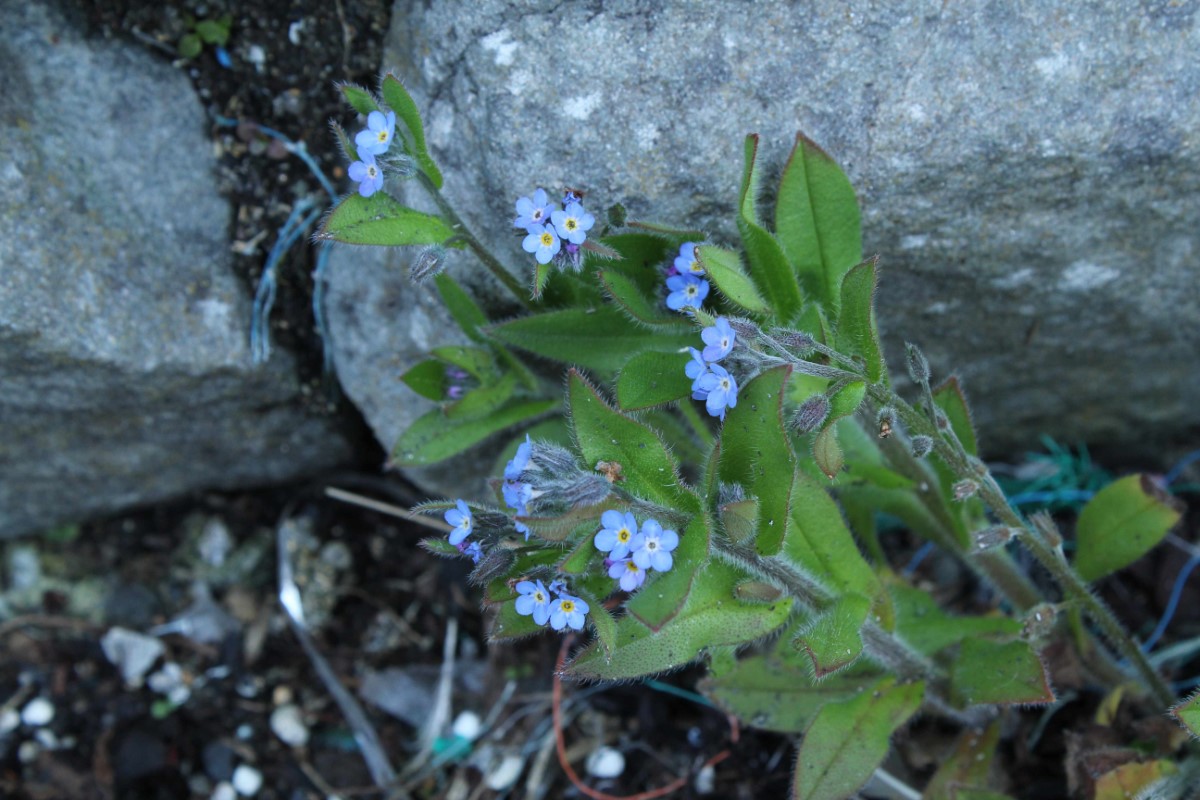 Field Forget-me-not 2